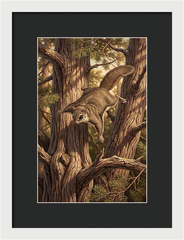 Flying Squirrel Gliding Through Pines