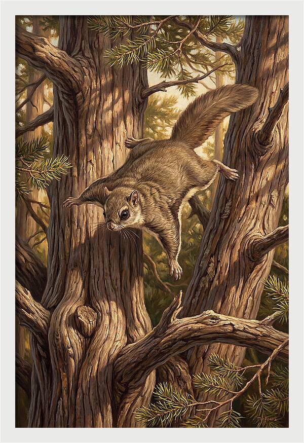 Flying Squirrel Gliding Through Pines