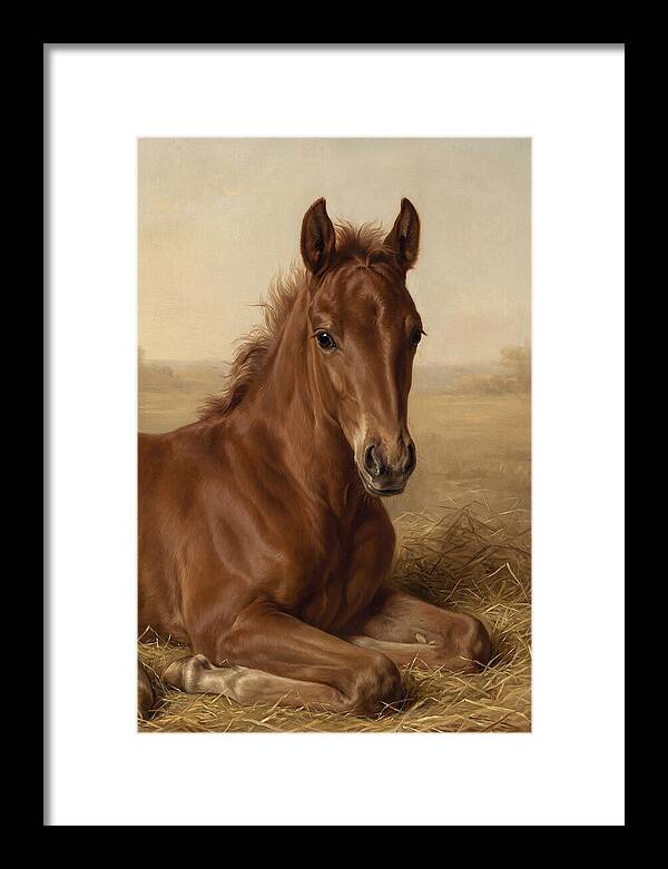 Foal In Serene Rest