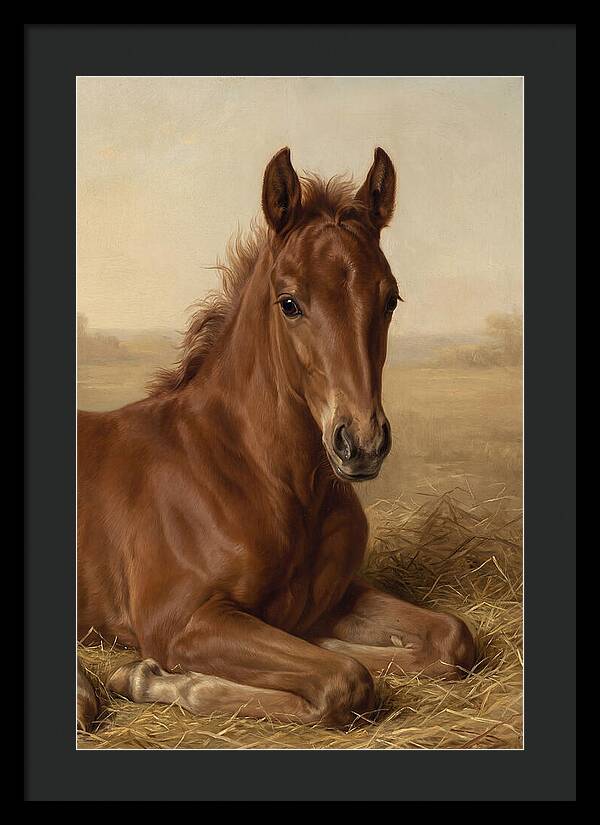 Foal In Serene Rest
