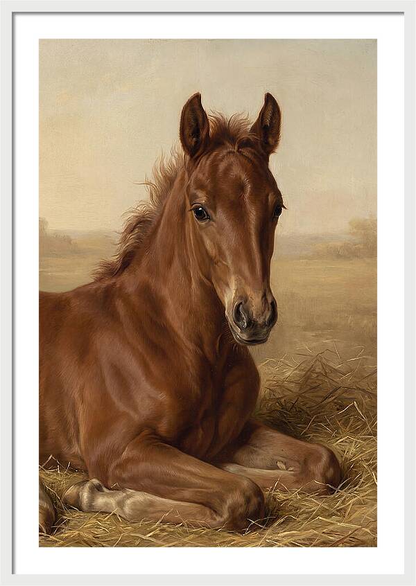 Foal In Serene Rest