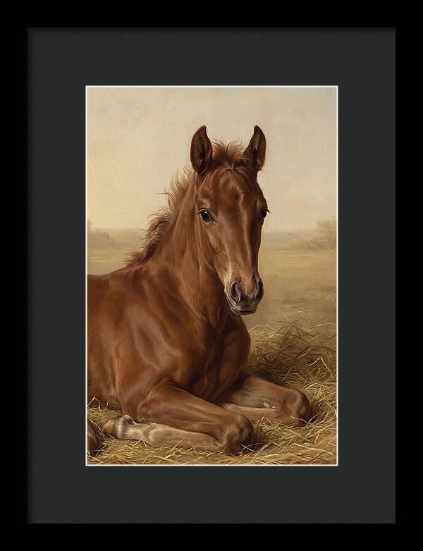 Foal In Serene Rest