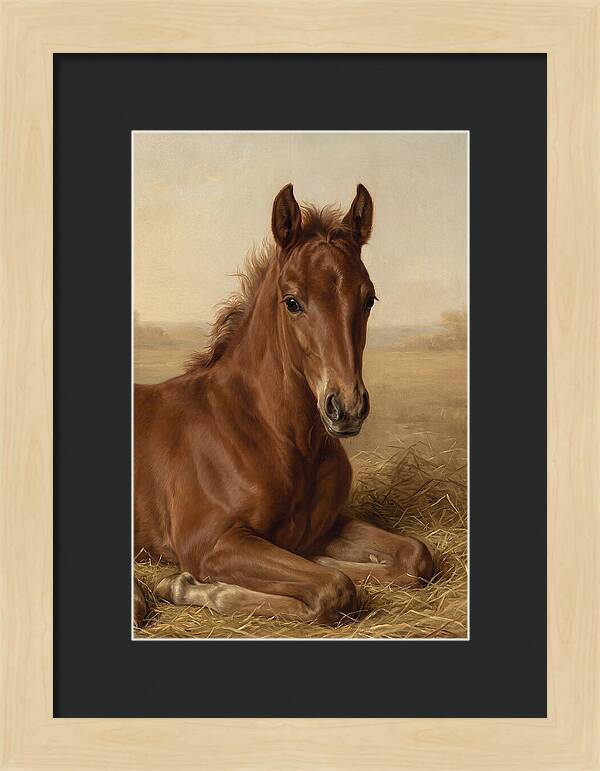 Foal In Serene Rest