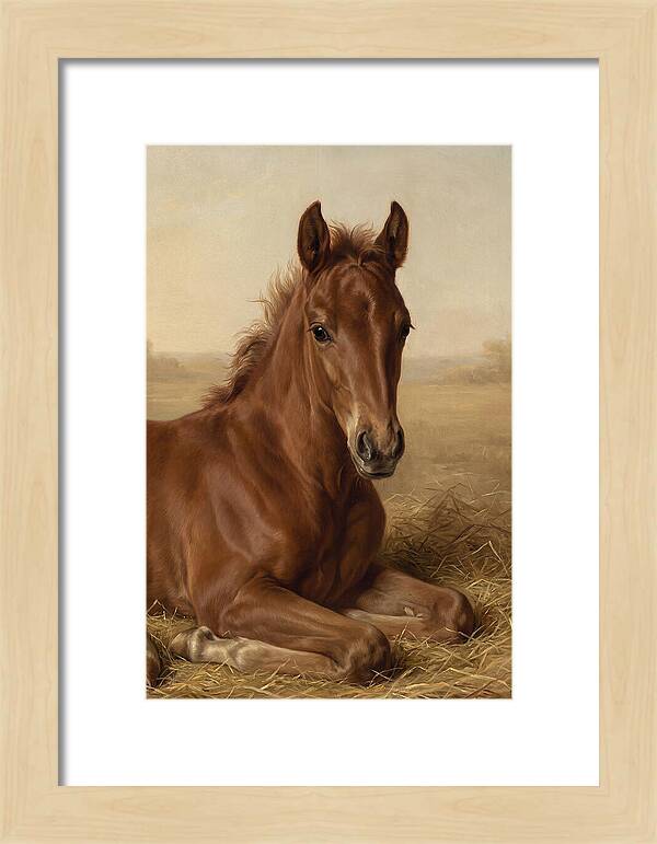 Foal In Serene Rest