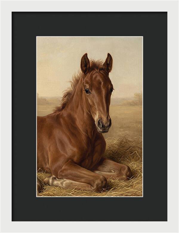 Foal In Serene Rest