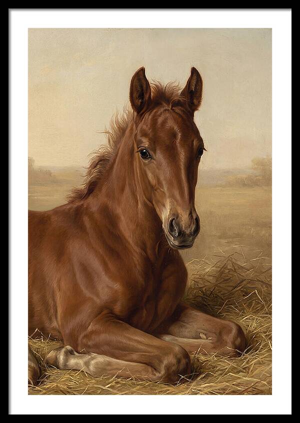 Foal In Serene Rest
