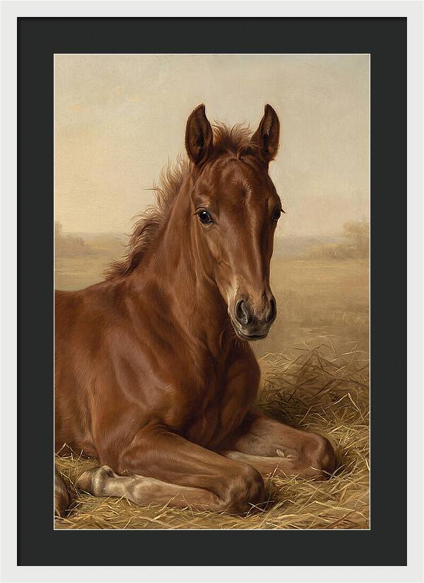 Foal In Serene Rest