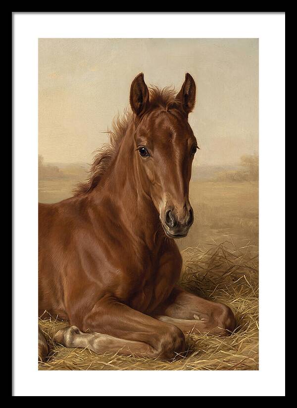 Foal In Serene Rest