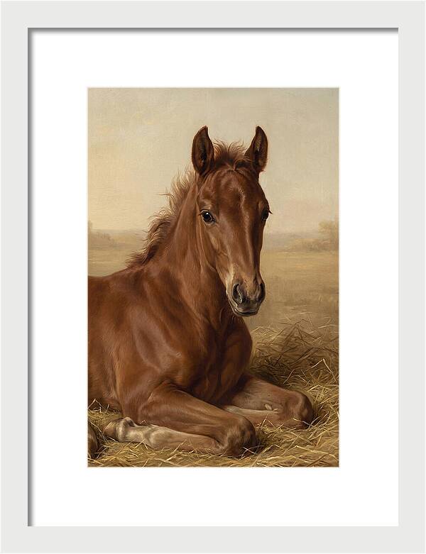 Foal In Serene Rest