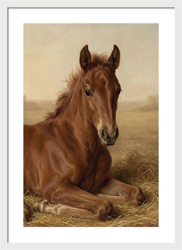 Foal In Serene Rest