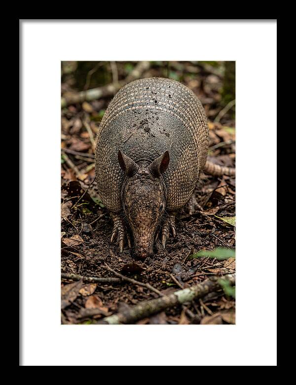 Foraging Armadillo In Nature