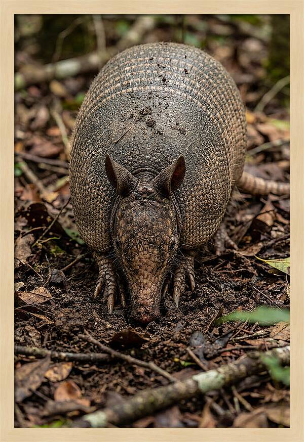 Foraging Armadillo In Nature
