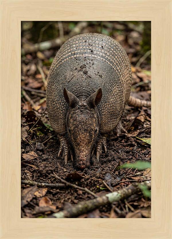 Foraging Armadillo In Nature