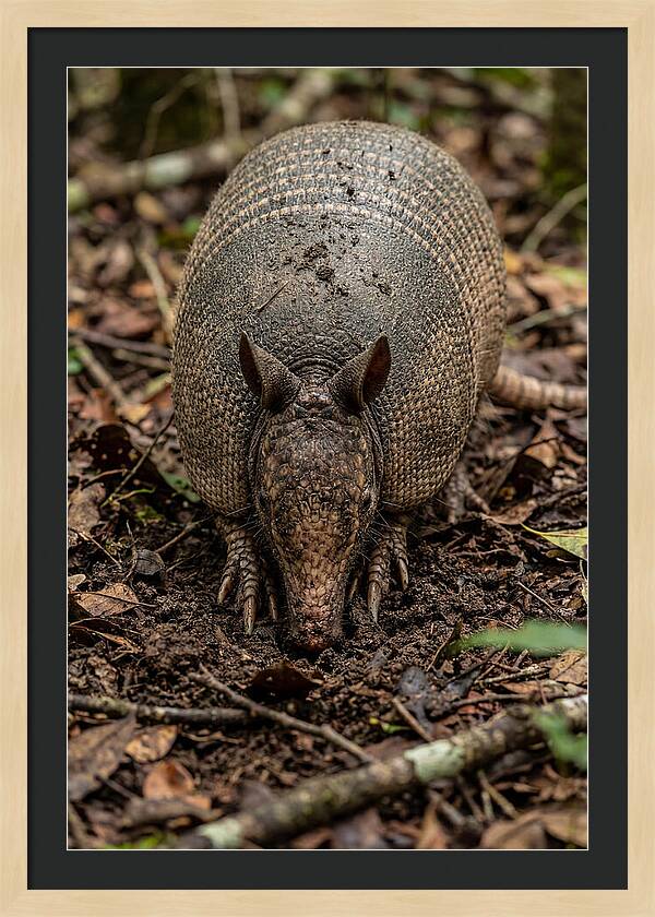 Foraging Armadillo In Nature