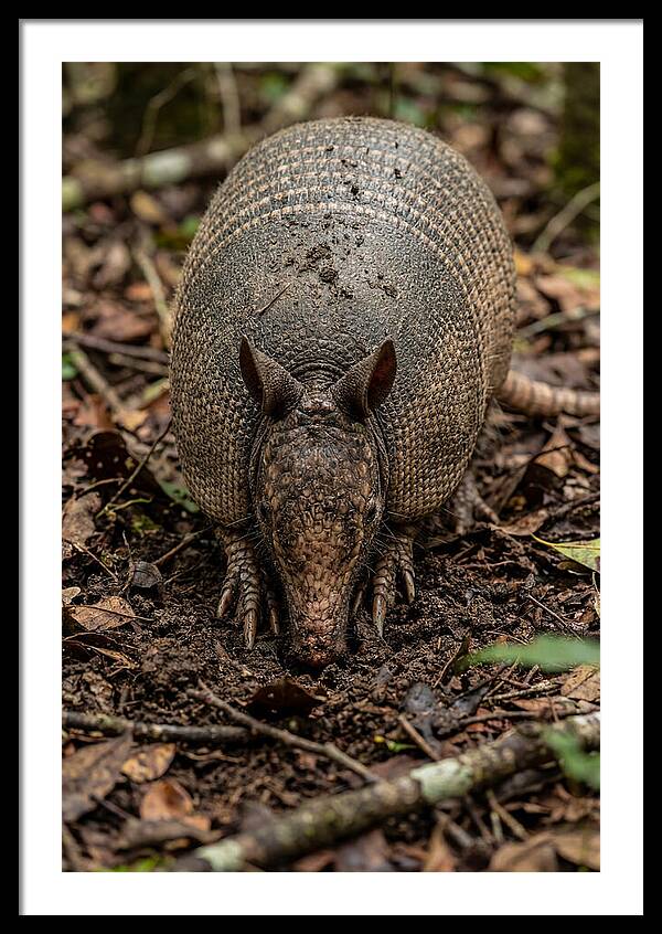 Foraging Armadillo In Nature