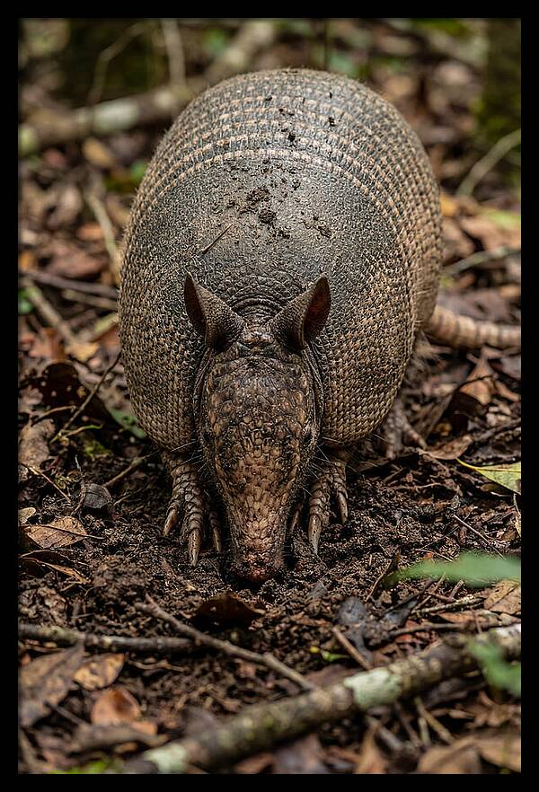 Foraging Armadillo In Nature