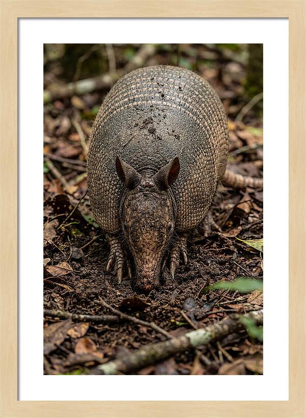 Foraging Armadillo In Nature
