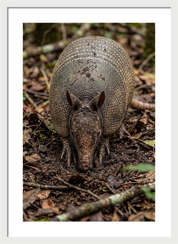 Foraging Armadillo In Nature