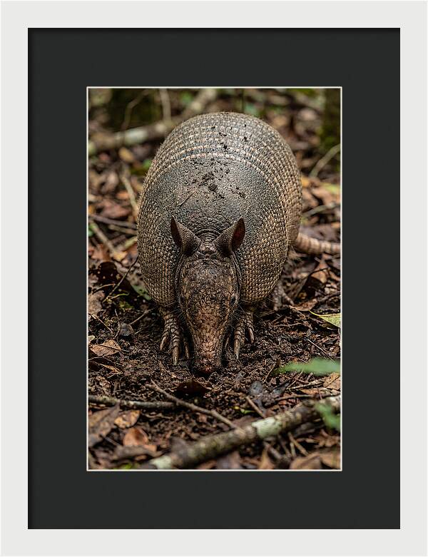 Foraging Armadillo In Nature