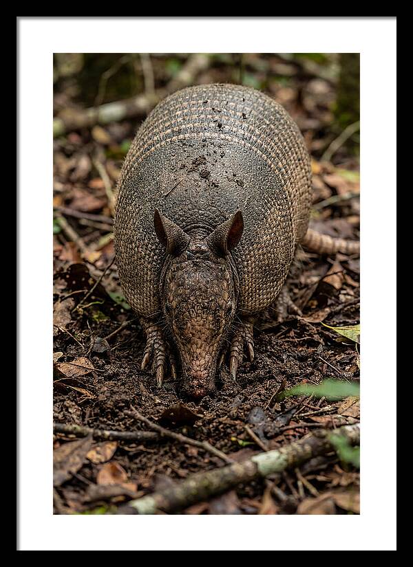 Foraging Armadillo In Nature