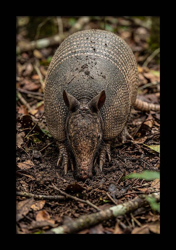 Foraging Armadillo In Nature