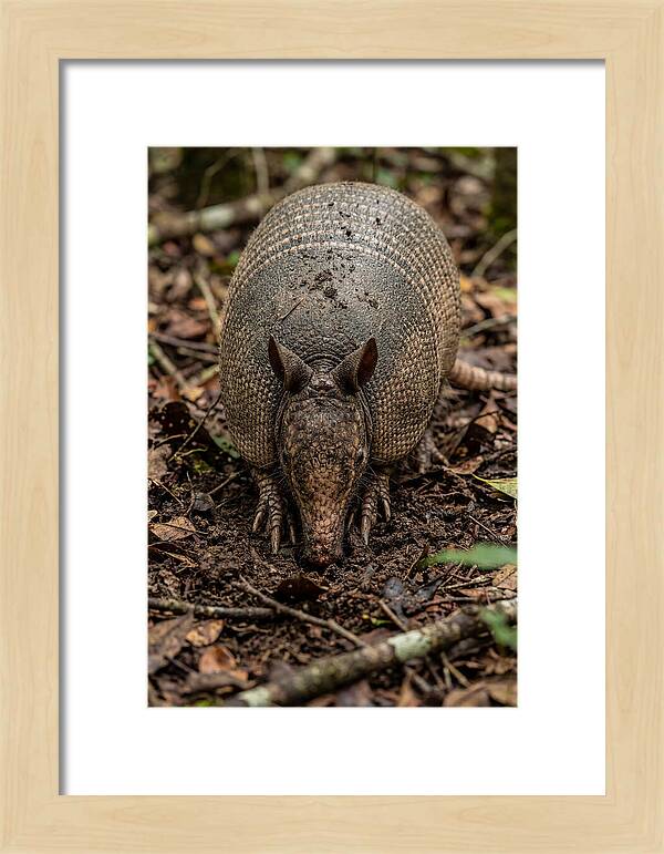 Foraging Armadillo In Nature