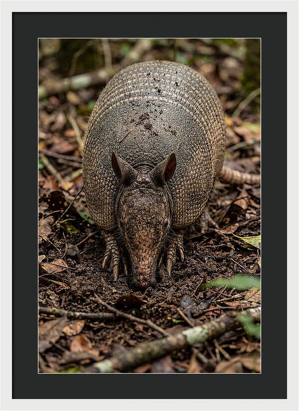 Foraging Armadillo In Nature