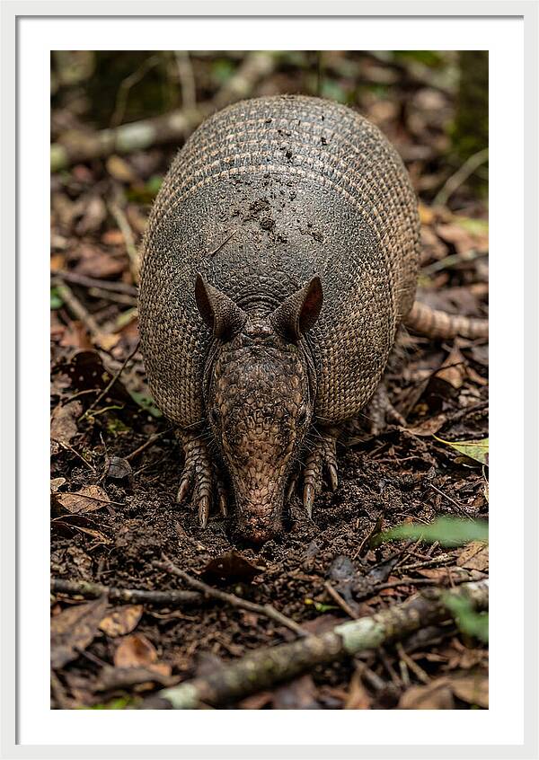 Foraging Armadillo In Nature