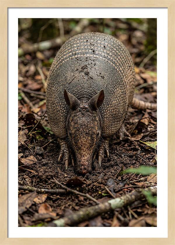Foraging Armadillo In Nature