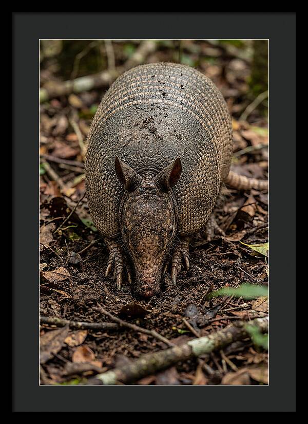 Foraging Armadillo In Nature