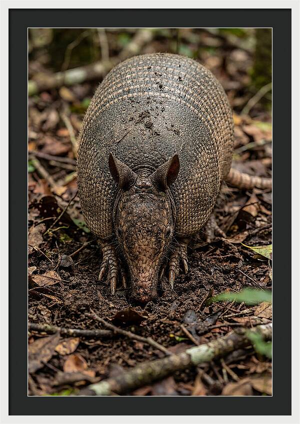 Foraging Armadillo In Nature