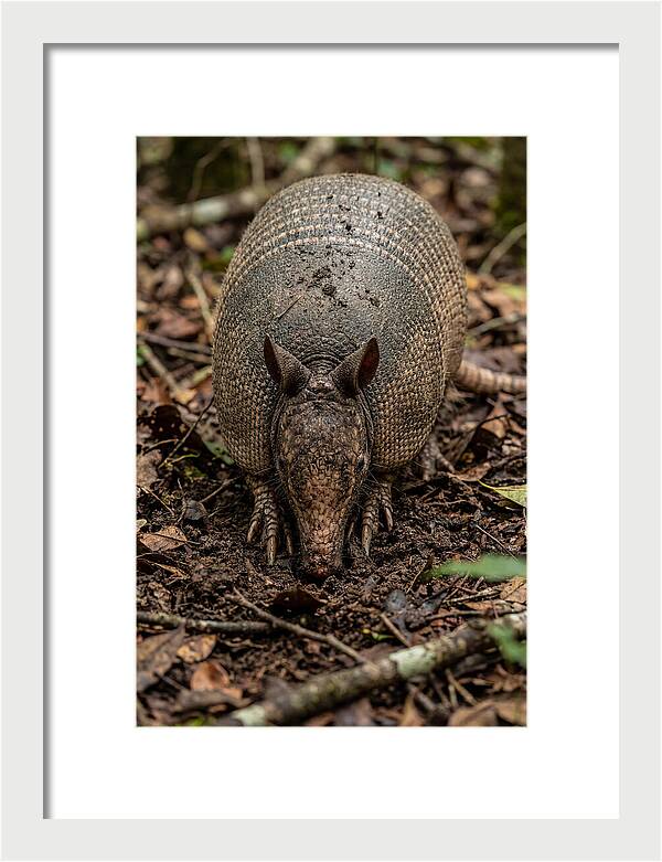 Foraging Armadillo In Nature