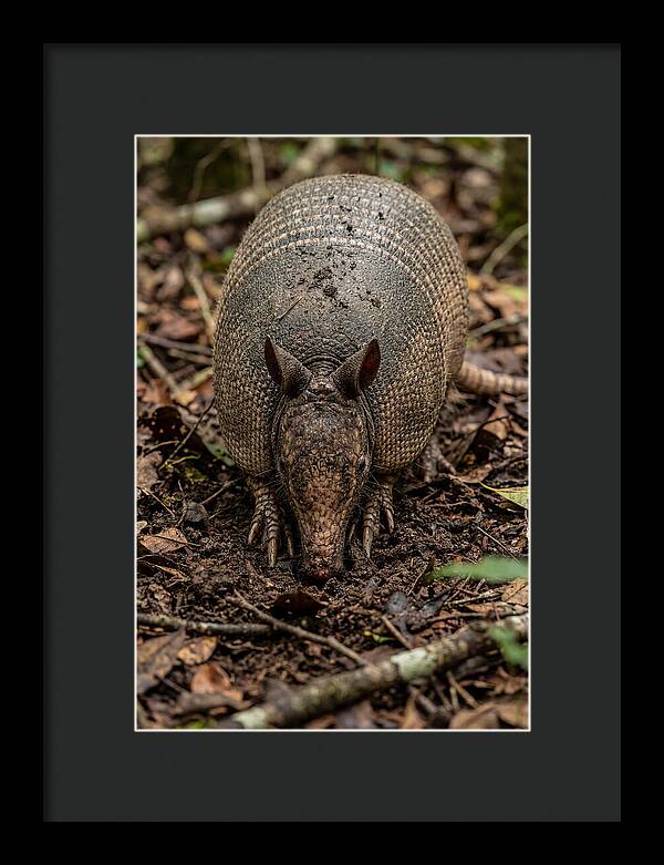 Foraging Armadillo In Nature