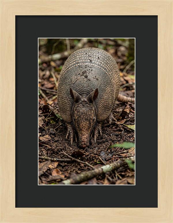 Foraging Armadillo In Nature