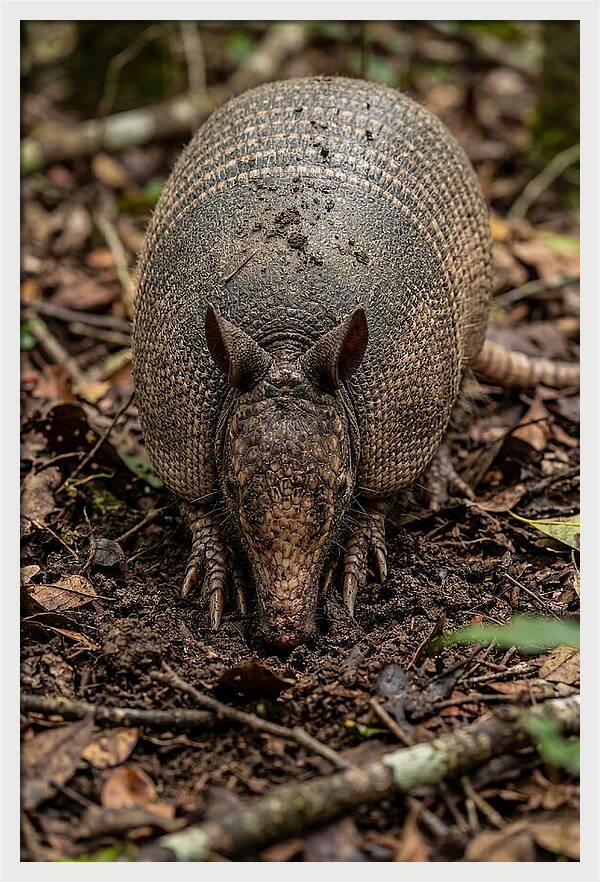 Foraging Armadillo In Nature