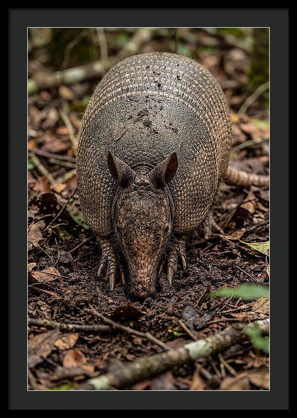 Foraging Armadillo In Nature