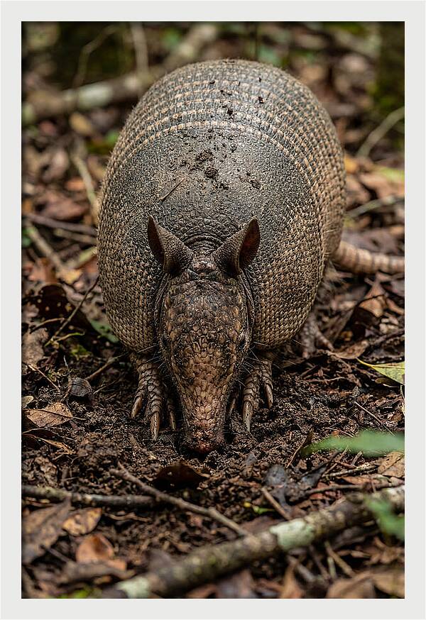 Foraging Armadillo In Nature