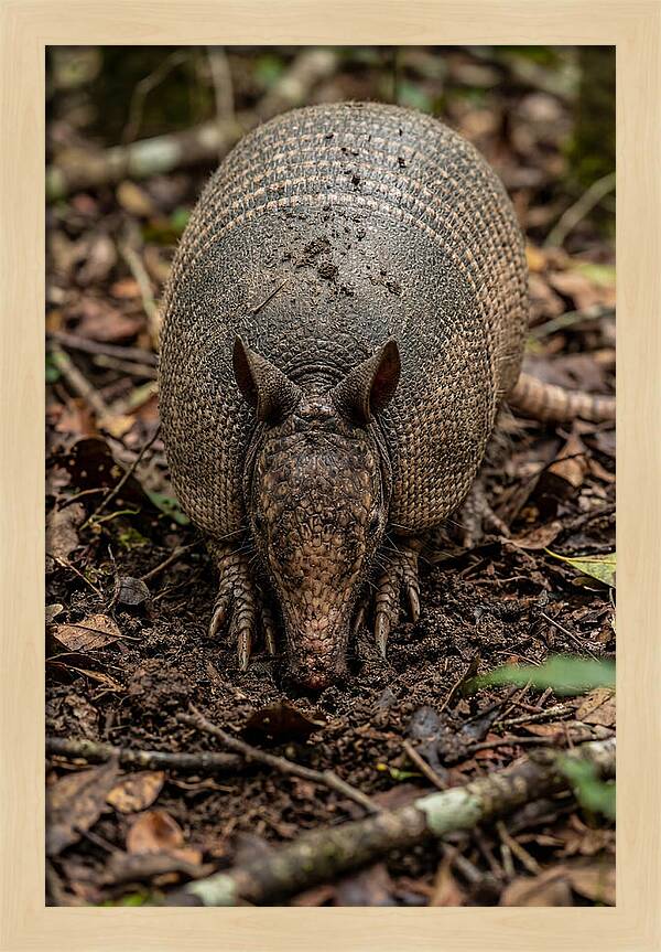 Foraging Armadillo In Nature