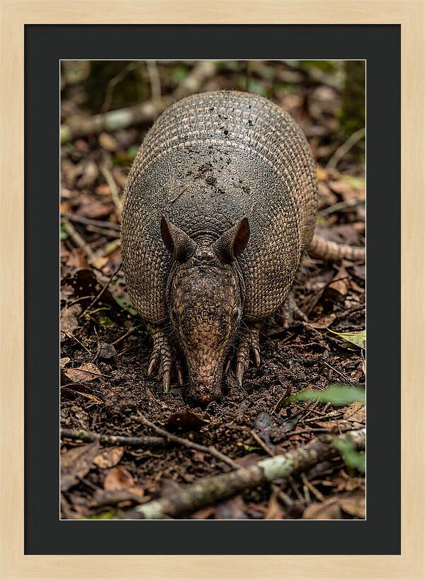 Foraging Armadillo In Nature
