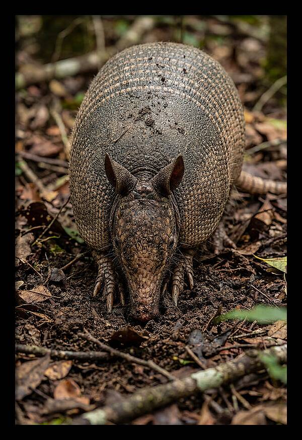 Foraging Armadillo In Nature