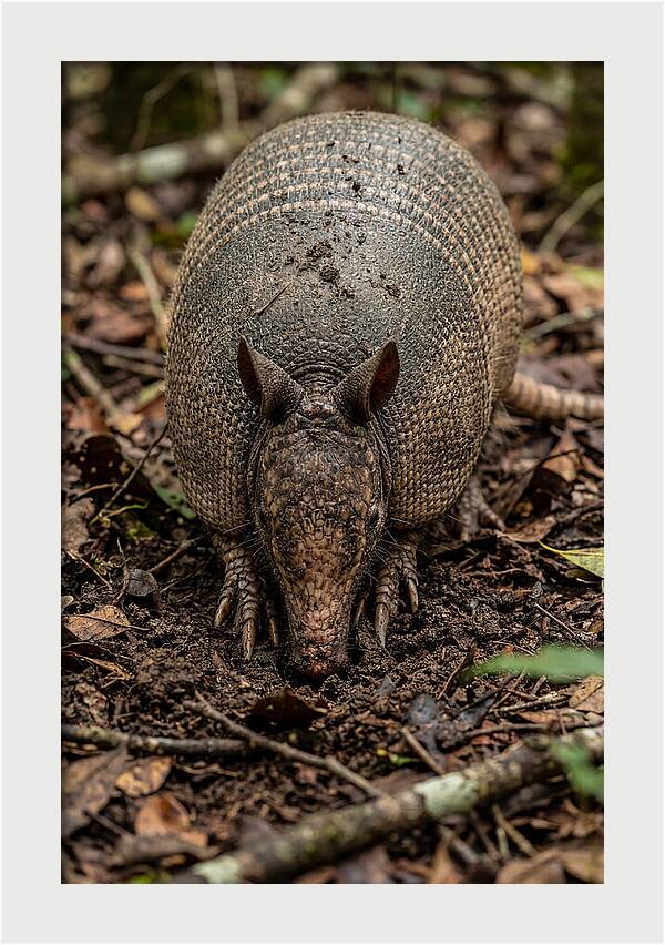 Foraging Armadillo In Nature