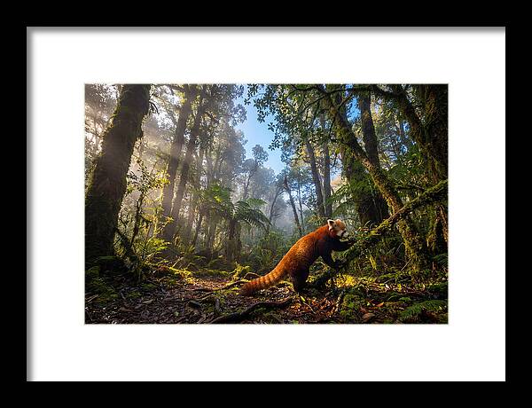 Foraging Red Panda In Misty Forest