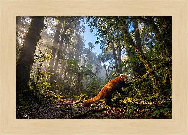 Foraging Red Panda In Misty Forest