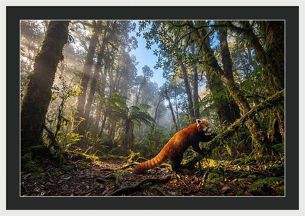 Foraging Red Panda In Misty Forest