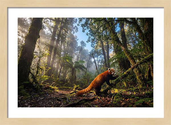 Foraging Red Panda In Misty Forest