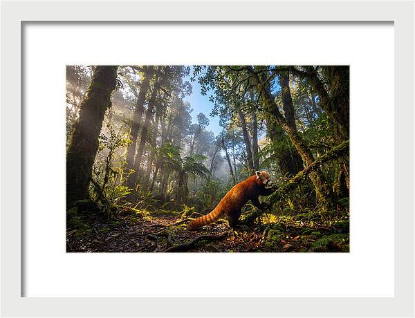 Foraging Red Panda In Misty Forest