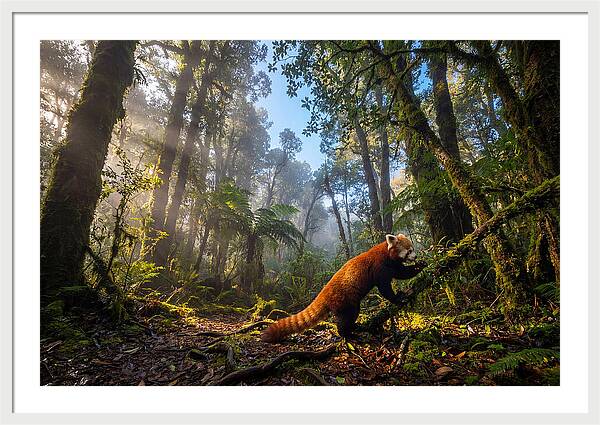 Foraging Red Panda In Misty Forest