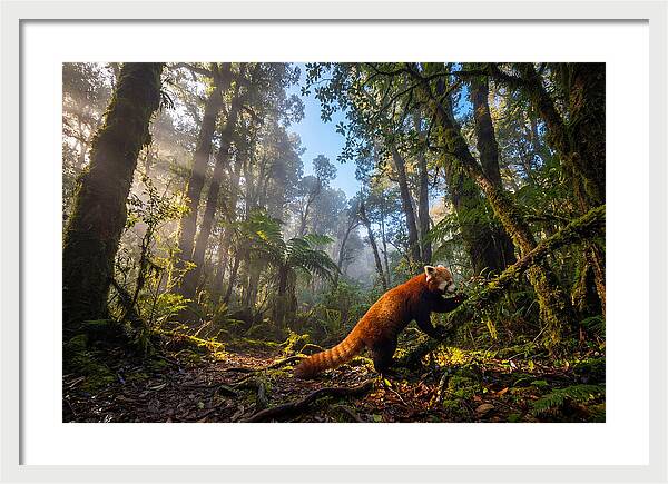 Foraging Red Panda In Misty Forest