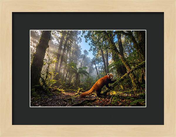 Foraging Red Panda In Misty Forest