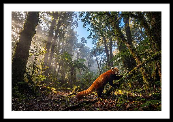 Foraging Red Panda In Misty Forest